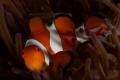   Clown fish New Years day... apparently he did enjoy fireworks because refused smile picture... day picture  